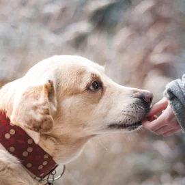 adolescent-dog-training