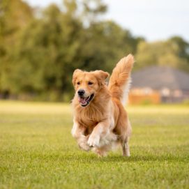 chien-adolescent-e1686574696145-1024x676